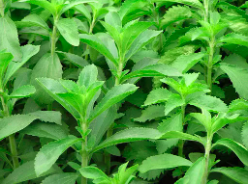 Chậu cây cỏ ngọt - cúc ngọt - Stevia