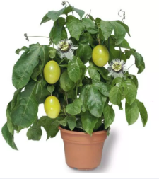 Cây giống chanh leo vàng Đài Loan ngọt siêu trái