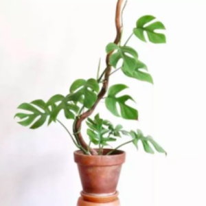 Cây giống trầu bà lá xẻ Nam Mỹ Form nhỏ - Monstera Mini Tetrasperma