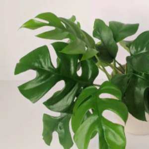 Cây giống trầu bà lá xẻ Nam Mỹ Form nhỏ - Monstera Mini Tetrasperma