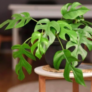 Cây giống trầu bà lá xẻ Nam Mỹ Form nhỏ - Monstera Mini Tetrasperma