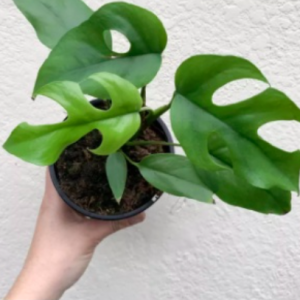 Cây giống trầu bà lá xẻ Nam Mỹ Form nhỏ - Monstera Mini Tetrasperma
