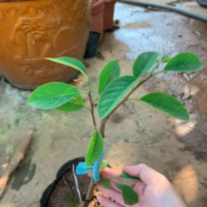 Cây giống Táo Thái cho trái to giòn ngọt