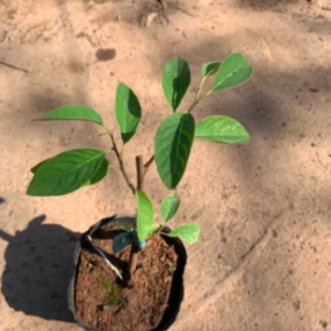 Cây giống Táo Thái cho trái to giòn ngọt