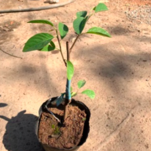 Cây giống Táo Thái cho trái to giòn ngọt