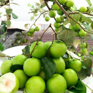 Cây giống Táo Thái cho trái to giòn ngọt