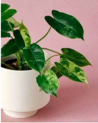 Chậu cây trầu bà tỉ phú đột biến/ Philodendron Burle Marx Variegata