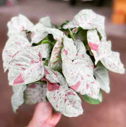 Cây tróc bạc đốm hồng Syngonium Milk Confetti, cây kiểng lá màu dâu sữa
