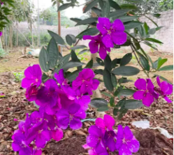 Cây giống hoa Mua Úc (Sim Úc) giao cây khỏe, cứng cáp