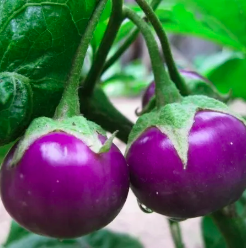 Cây cà pháo tím - giao cây trưởng thành - Solanum torum