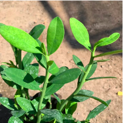 Chậu cây giống Thạch Anh (cây Công Đức) hỗ trợ điều trị bệnh ung thư vòm họng, bướu cổ, ung thư lưỡi, sâu răng