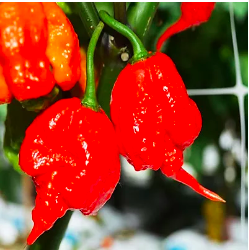 Cây giống ớt Carolina - ớt cay nhất thế giới - Capsicum chinense 'Carolina Reaper'