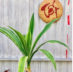 Chậu cây đại tướng quân Var lá xanh sọc trắng đẹp mắt