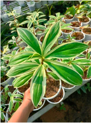 Cây Cát lồi đột biến/ Môn chong chóng Var