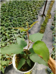 Cây khuynh diệp chanh/bạch đàn chanh/Lemon eucalyptus siêu thơm và ngừa côn trùng