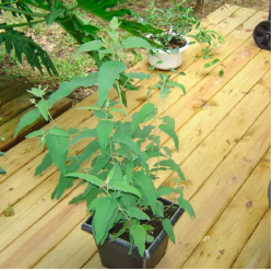 Cây khuynh diệp chanh/bạch đàn chanh/Lemon eucalyptus siêu thơm và ngừa côn trùng