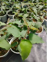 Cây khuynh diệp chanh/bạch đàn chanh/Lemon eucalyptus siêu thơm và ngừa côn trùng