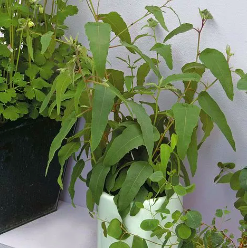 Cây khuynh diệp chanh/bạch đàn chanh/Lemon eucalyptus siêu thơm và ngừa côn trùng