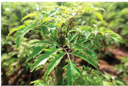 Cây giống đinh lăng lá nhỏ/ đinh lăng nếp - Polyscias fructicosa