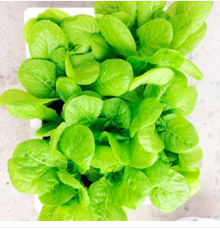 Gói 5g hạt giống xà lách ăn non Baby - Lettuce Yellow