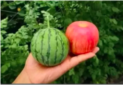 Gói 2g hạt giống dưa hấu Baby - Baby Watermelon