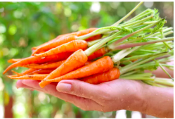 Gói 5g hạt giống cà rốt Baby - Baby Carot