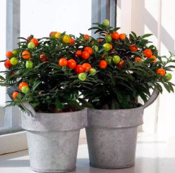 Cây ớt cherry/ ớt kiểng tròn cho trái sai nhiều màu đẹp