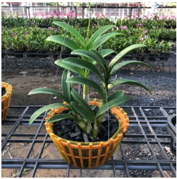 1kg túi lưới Bọc/Lót Chậu trồng lan/ túi bọc trái cây (khoảng 180 cái) size 25cm