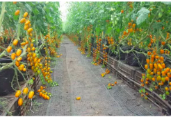 screen-shot-2022-07-13-at-10-01-04-pm-1