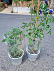 Cây giống cà chua Nova - giao cây khoẻ rễ ổn định