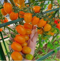 Cây giống cà chua Nova - giao cây khoẻ rễ ổn định