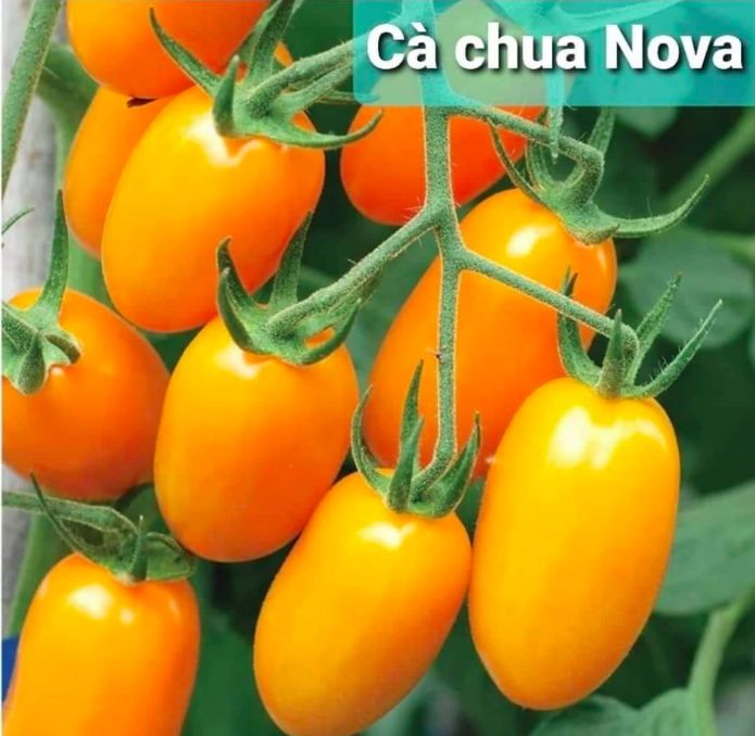 Cây giống cà chua Nova - giao cây khoẻ rễ ổn định