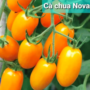 Cây giống cà chua Nova - giao cây khoẻ rễ ổn định
