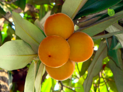 Cây giống hồng nhung, cây gỗ thường xanh tạo bóng mát, cho quả ngon ngọt - Diospyros Philippensis