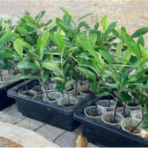 Cây giống hồng nhung, cây gỗ thường xanh tạo bóng mát, cho quả ngon ngọt - Diospyros Philippensis