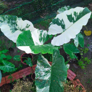 Cây Ráy Var, kiểng lá đột biến - Alocasia Macrorrhiza Varietage