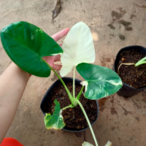 Cây Ráy Var, kiểng lá đột biến - Alocasia Macrorrhiza Varietage