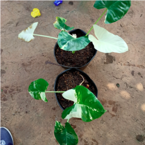 Cây Ráy Var, kiểng lá đột biến - Alocasia Macrorrhiza Varietage