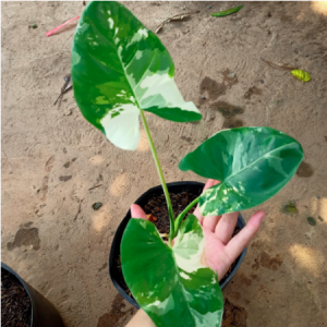 Cây Ráy Var, kiểng lá đột biến - Alocasia Macrorrhiza Varietage
