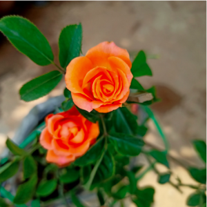 Chậu cây hồng tiểu muội cho hoa màu cam, sức sống khỏe tươi tốt quanh năm