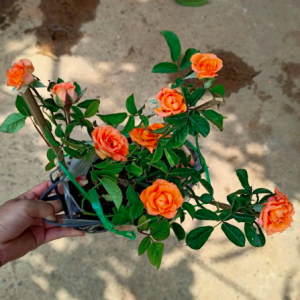 Chậu cây hồng tiểu muội cho hoa màu cam, sức sống khỏe tươi tốt quanh năm