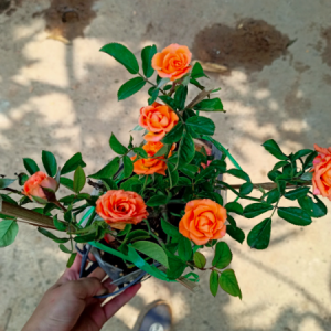 Chậu cây hồng tiểu muội cho hoa màu cam, sức sống khỏe tươi tốt quanh năm