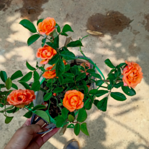 Chậu cây hồng tiểu muội cho hoa màu cam, sức sống khỏe tươi tốt quanh năm