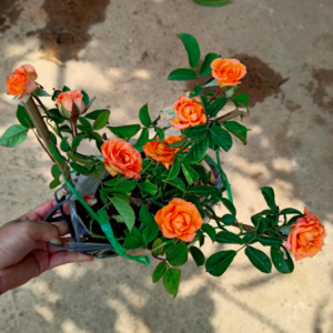 Chậu cây hồng tiểu muội cho hoa màu cam, sức sống khỏe tươi tốt quanh năm