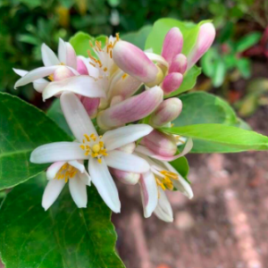 Cây giống chanh không hạt tứ quý bông tím trái chùm - Cây sẵn trái