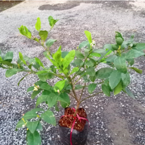 Cây giống chanh không hạt tứ quý bông tím trái chùm - Cây sẵn trái