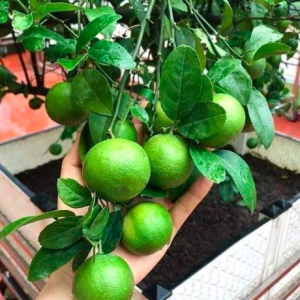 Cây giống chanh không hạt tứ quý bông tím trái chùm - Cây sẵn trái