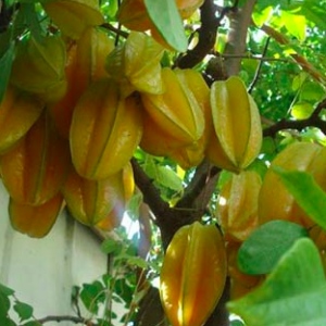 Cây khế đang hoa - Ngũ liêm tử - Coromandel goose-berry - giống Khế ngọt