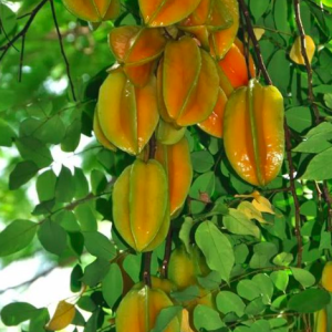 Cây khế đang hoa - Ngũ liêm tử - Coromandel goose-berry - giống Khế ngọt