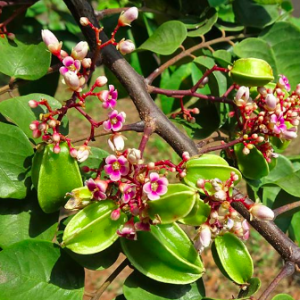 Cây khế đang hoa - Ngũ liêm tử - Coromandel goose-berry - giống Khế ngọt